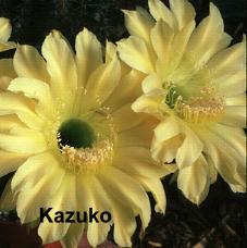 Kazuko.4.1.jpg 